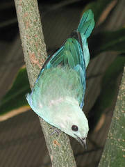Blue-gray Tanager